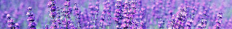 Floral Fun: Lavender Cottage Review